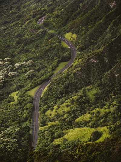 高大树木间混凝土道路鸟瞰摄影